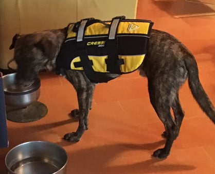 cressi-dog-giubbotto-salvagente-per-cani-dog-life-jacket