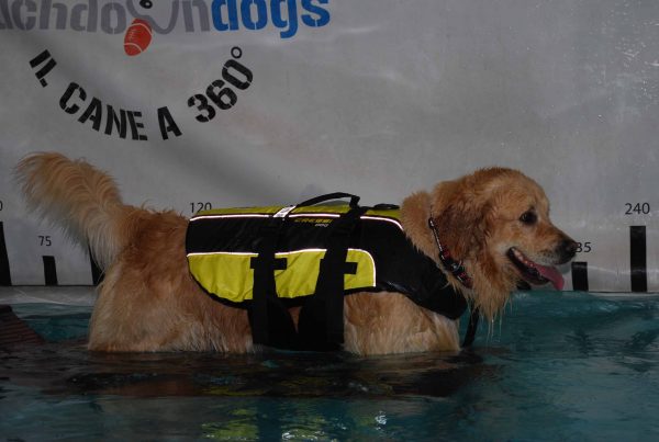 cressi-dog-golden-retriver-giubbotto-salvagente-per-cani-dog-life-jacket