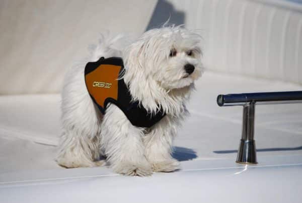 cressi-dog-wetsuit-muta-in-neoprene-per-cani