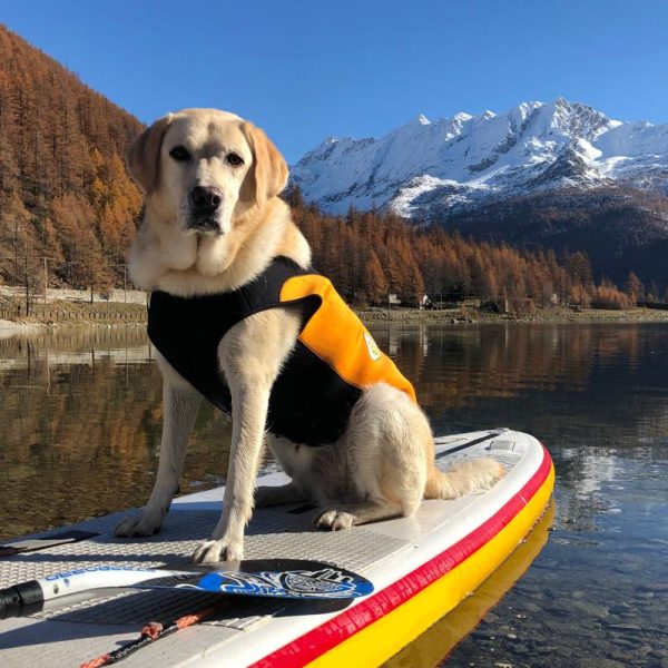 cressi-dog-wetsuit-muta-in-neoprene-per-cani