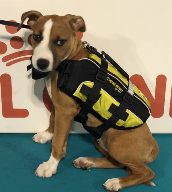 cressi-dog-giubbotto-salvagente-per-cani-dog-life-jacket