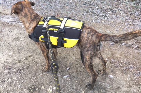 giubbotto-salvagente-per-cani-dog-life-jacket