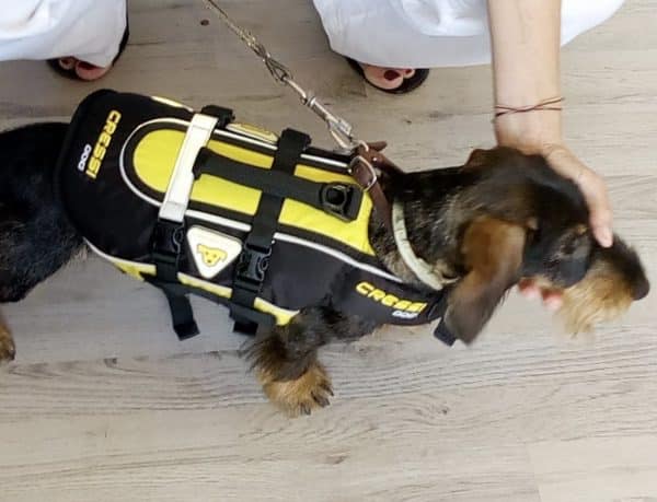 Dog life Jacket