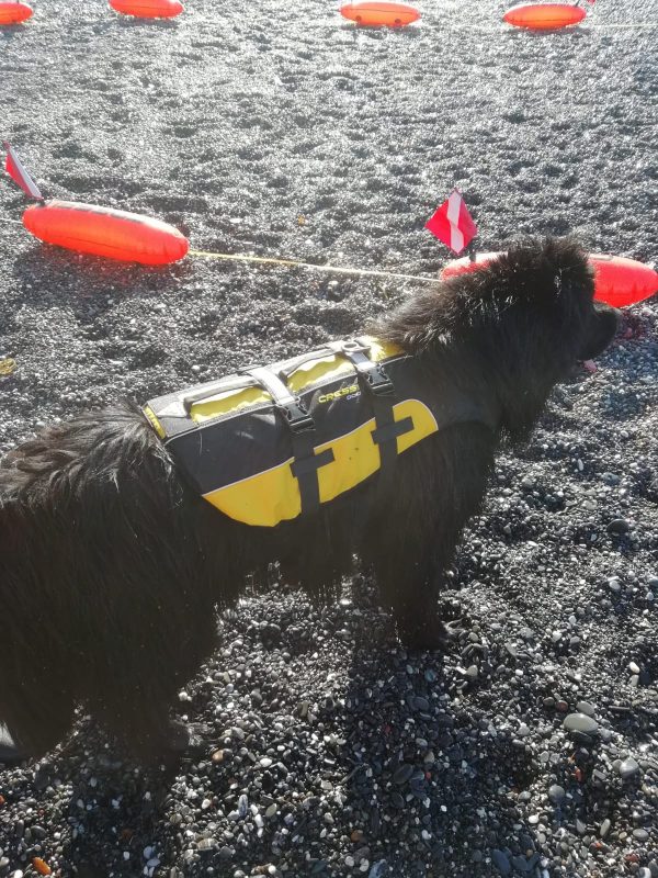 cressi-dog-life-jacket-salvagente-per-cani-salvataggio