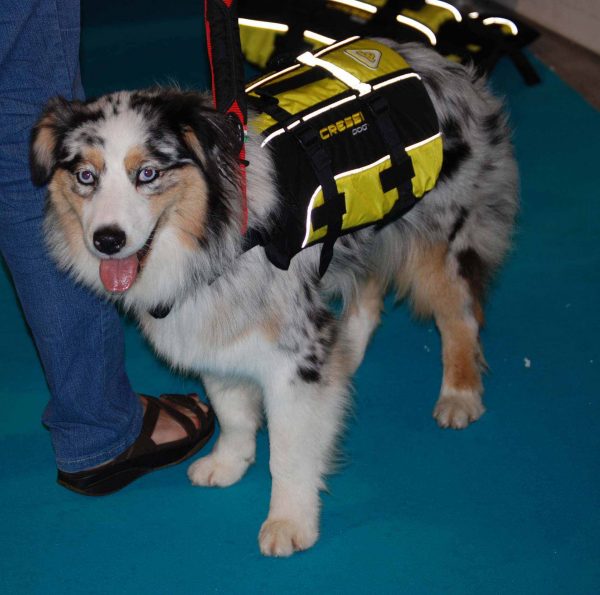 cressi-dog-salvagente-per-cani-dog-life-jacket-australian-shepherd1