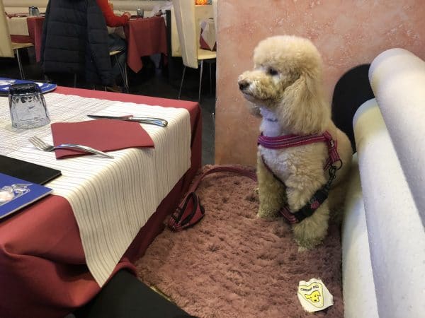coperta tappeto per cani gatti eco pelliccia sintetica filati Mondial